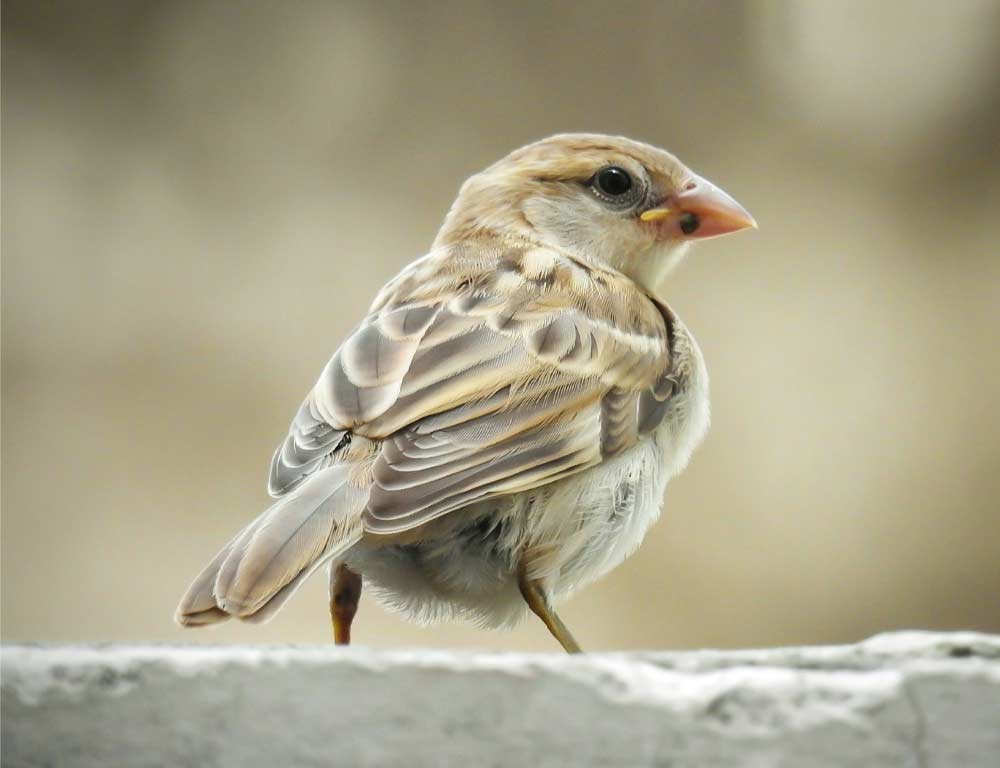 House Sparrow