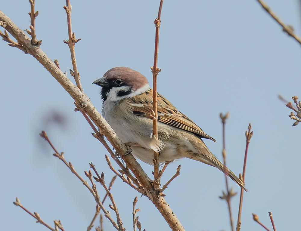 House Sparrow