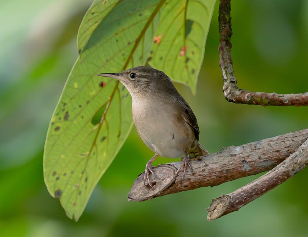 House Wren