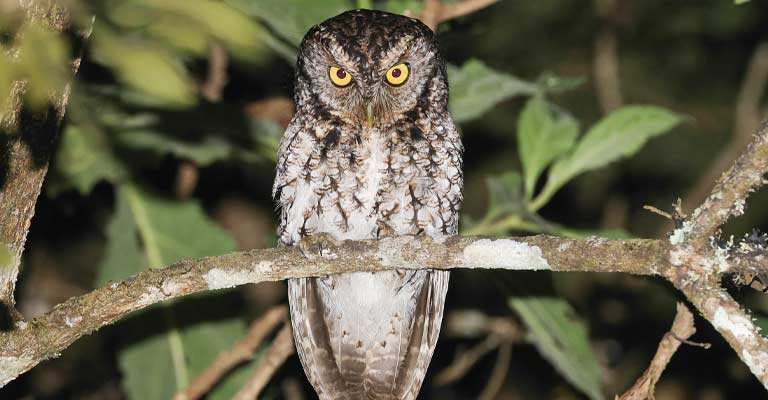 How to Identify Whiskered Screech Owl