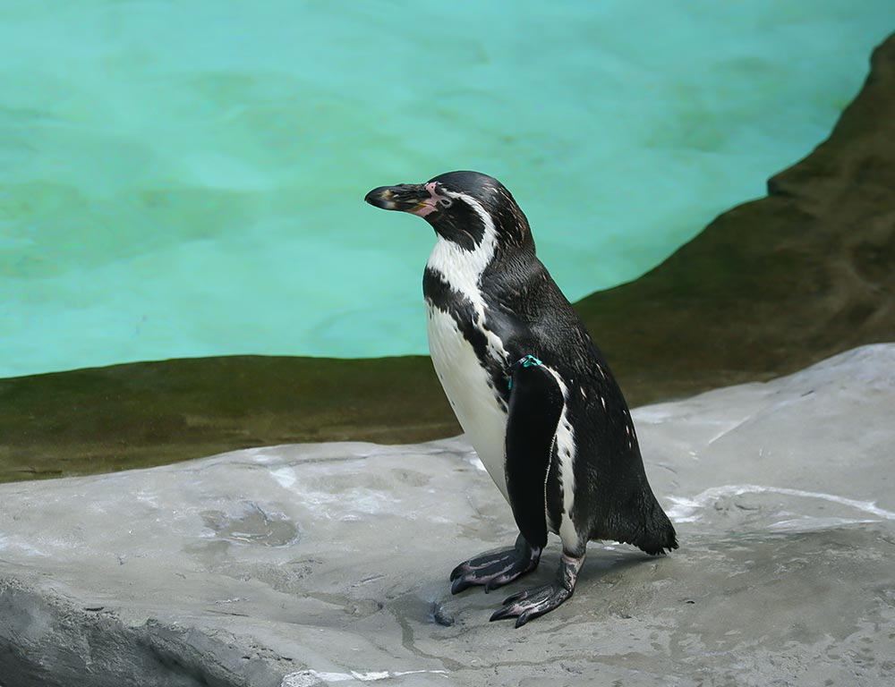 Humboldt Penguin