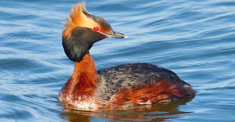 Hunting Habit of Horned Grebe