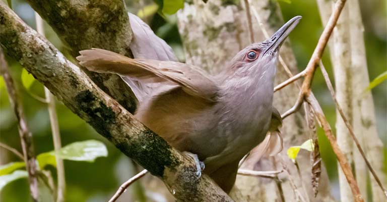 Hunting Habit of Puerto Rican Lizard Cuckoo