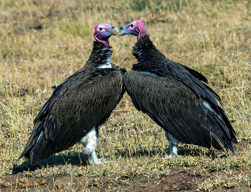 Increase Species and Number of Vultures in Georgia