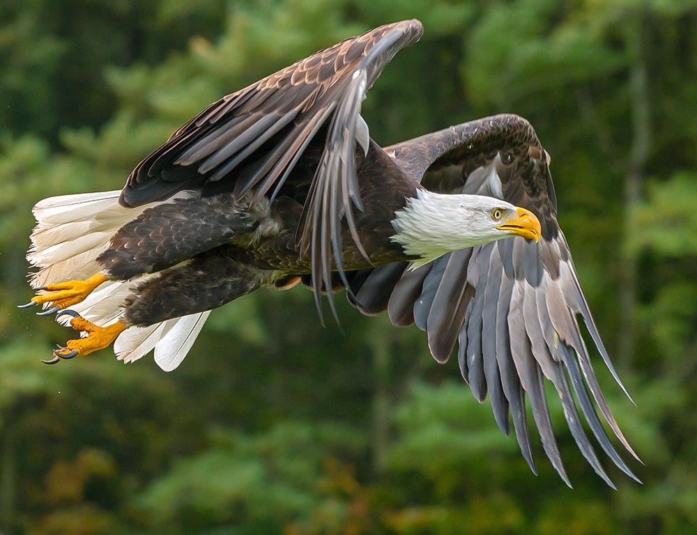 Increase the Variations of Eagles in Massachusetts