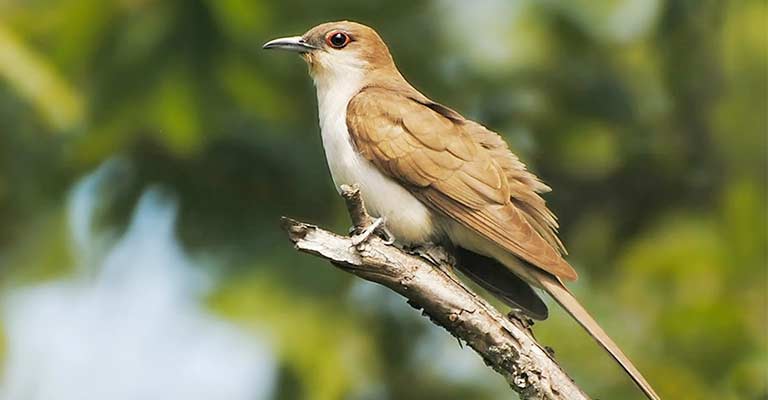 Insectivorous Feeding