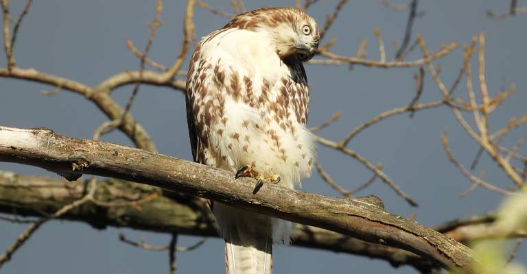 Jamaican Red-Tailed Hawk