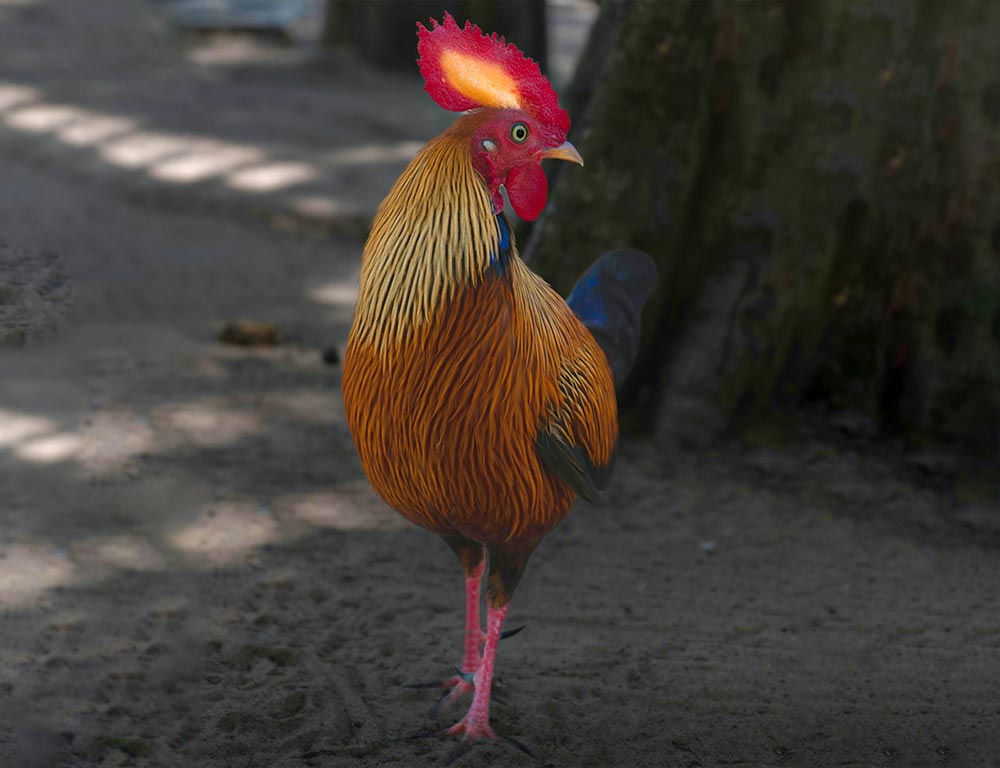 Junglefowl