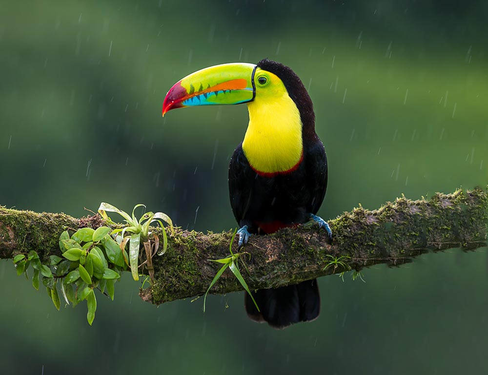 Keel-Billed Toucan