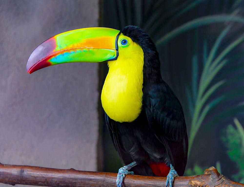 Keel-billed Toucan