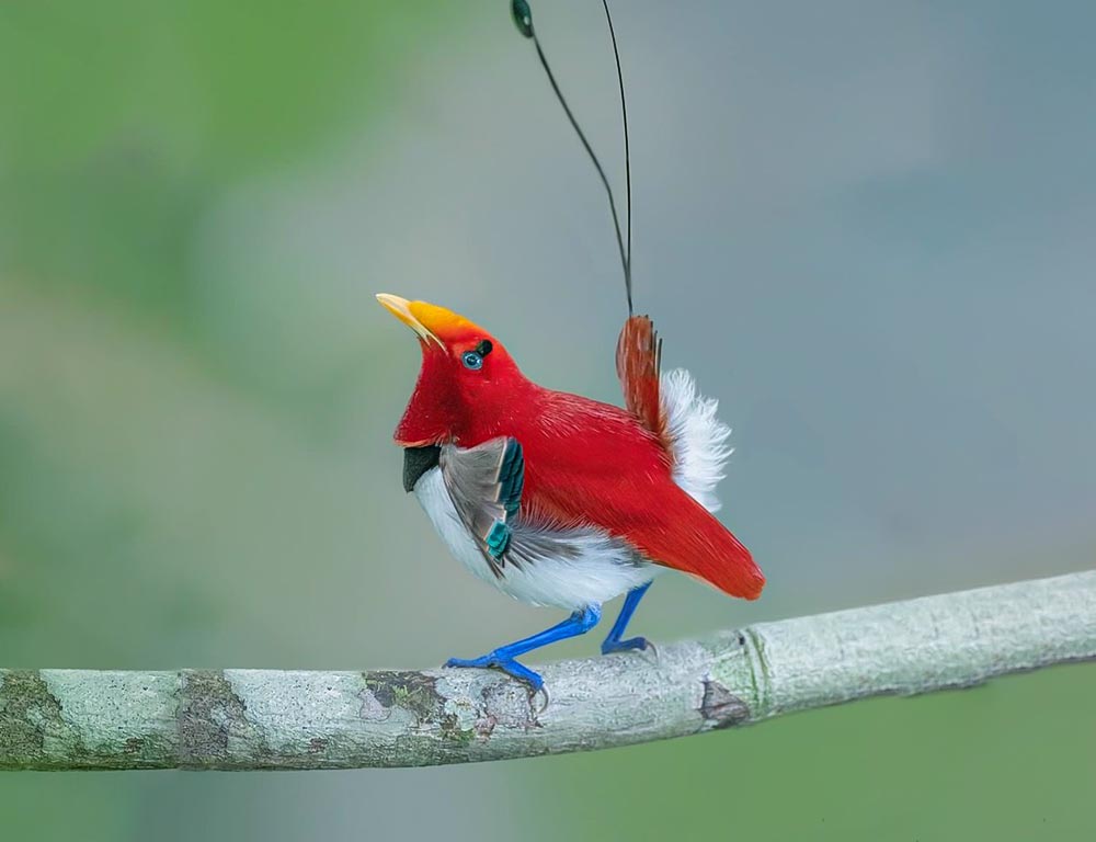 King Bird-of-Paradise