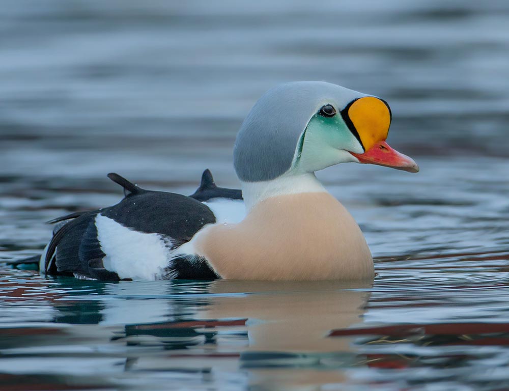 King Eider