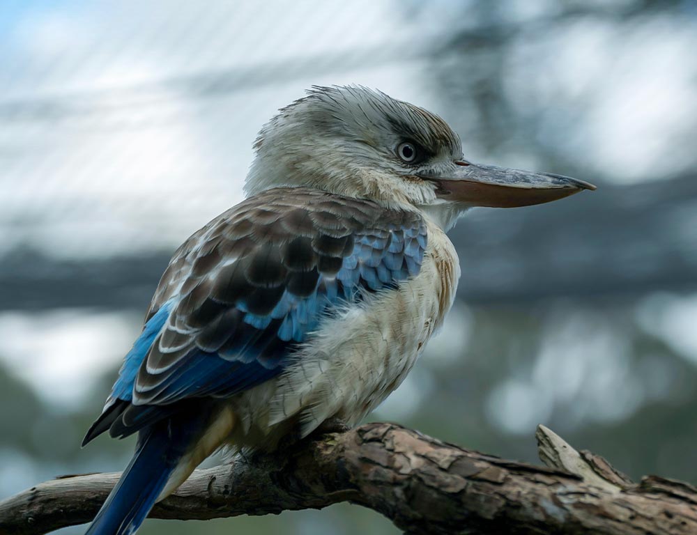 Kookaburra