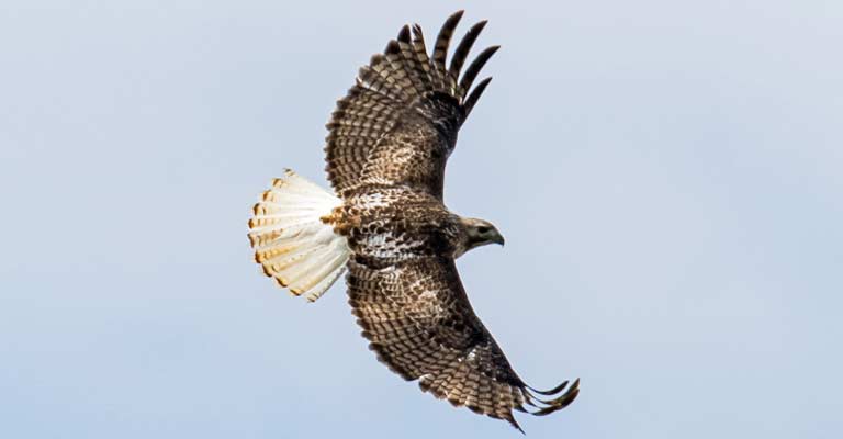 Krider's Hawk