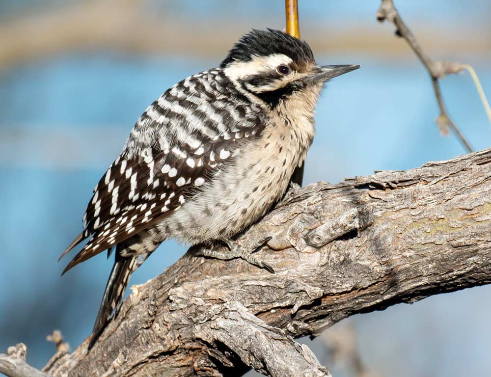 Ladder-backed Woodpecker