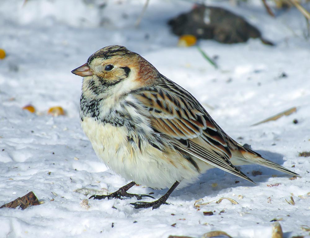 Lapland Longspur