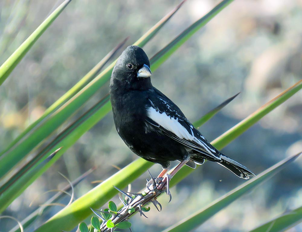 Lark Bunting