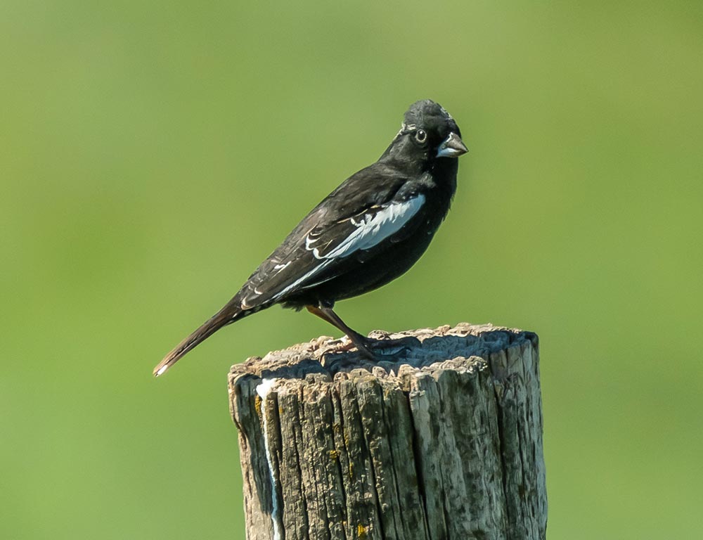 Lark Bunting