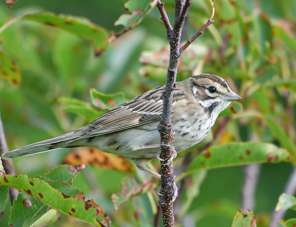 Lark Sparrow