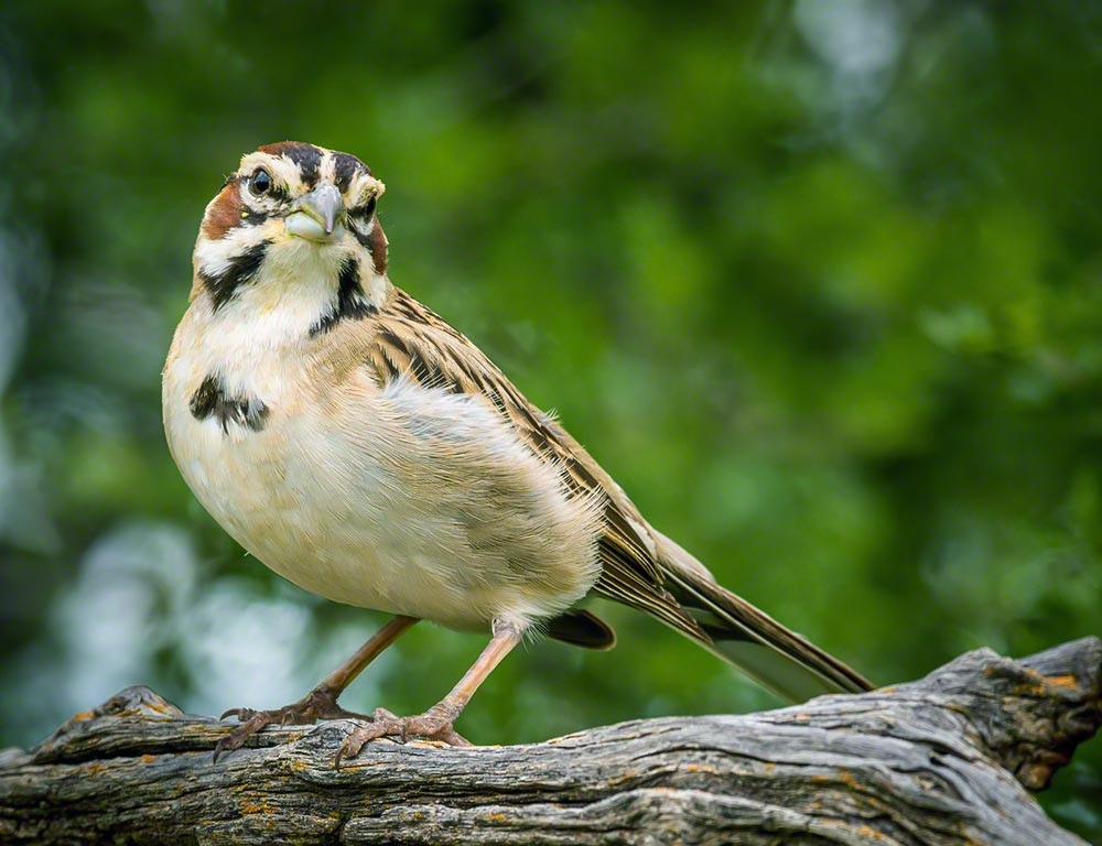 Lark Sparrow