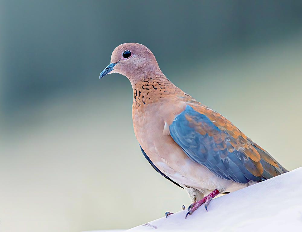 Laughing Dove