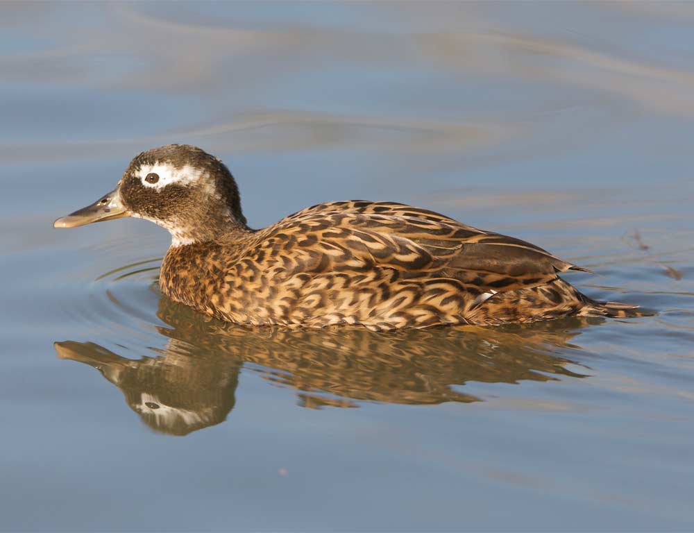 Laysan Teal