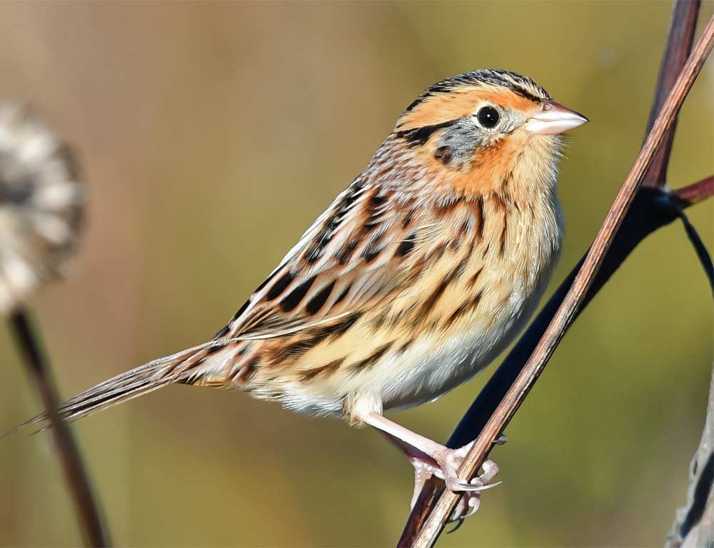 LeConte’s Sparrow