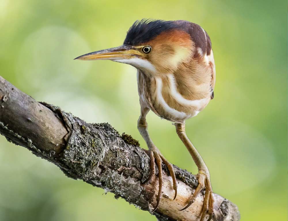 Least Bittern