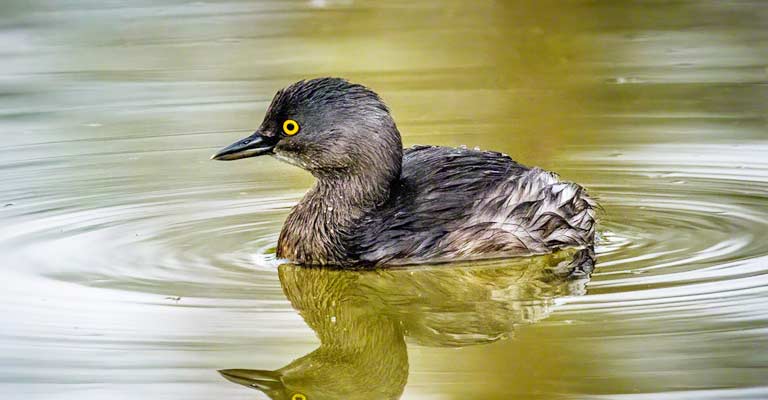 Least grebe