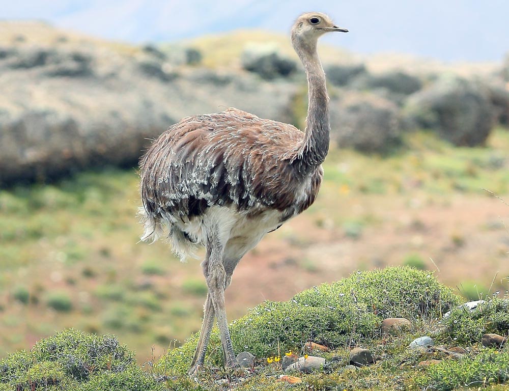 Lesser Rhea