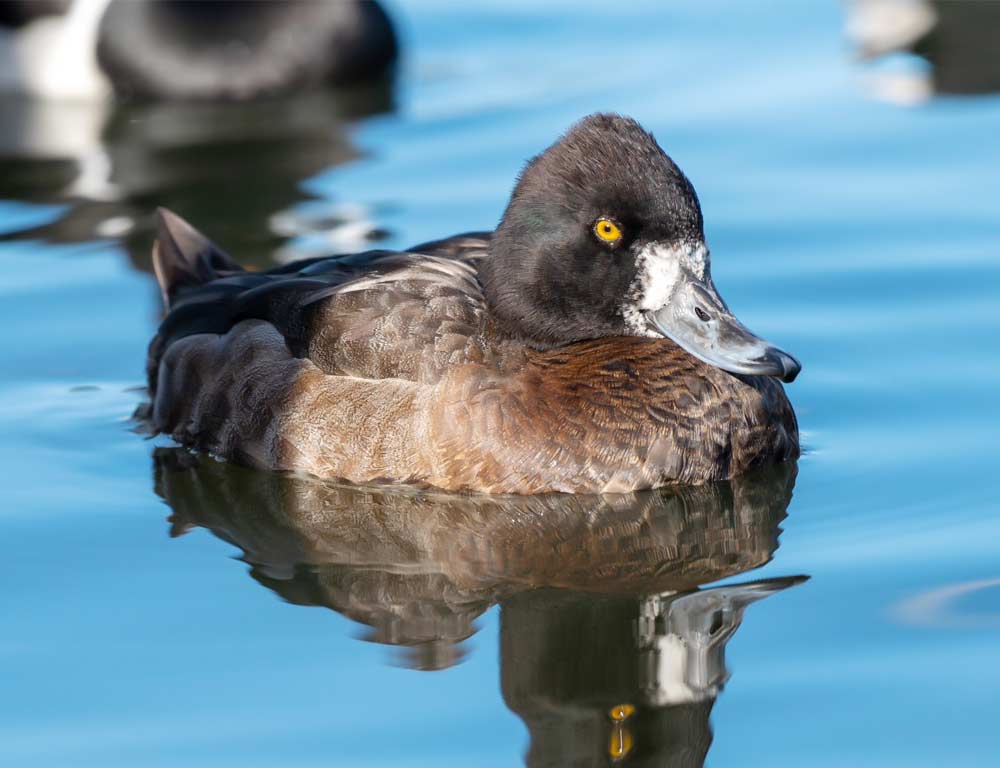 Lesser Scaup