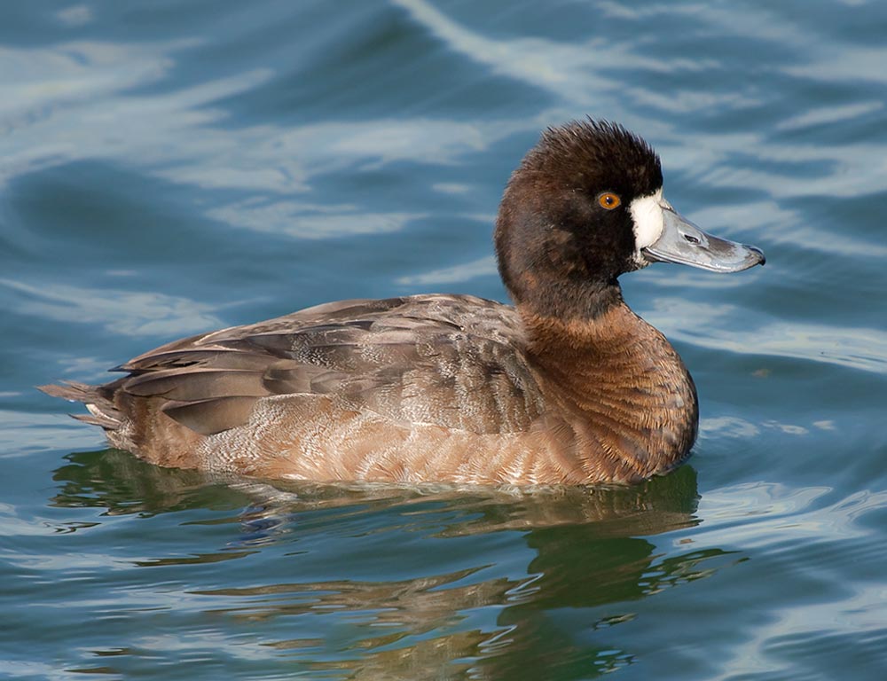 Lesser Scaup