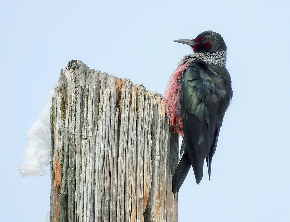 Lewis's Woodpecker