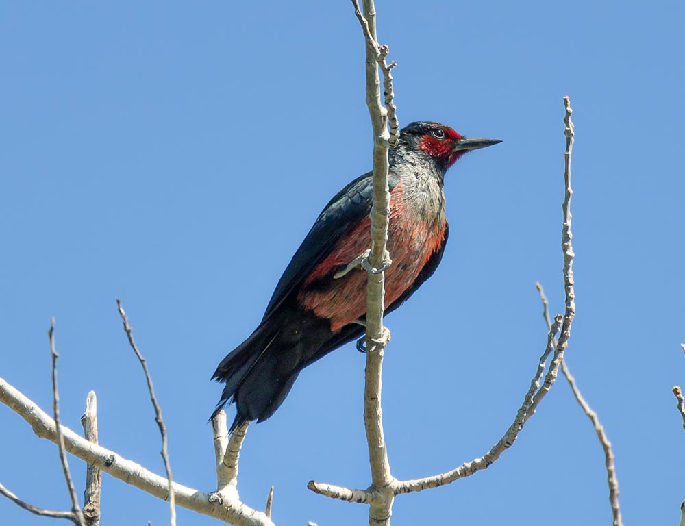 Lewis’s Woodpecker