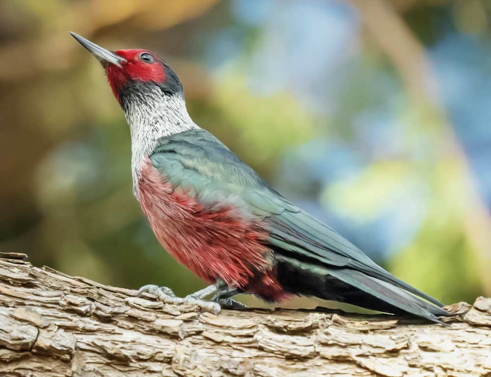 Lewis's Woodpecker