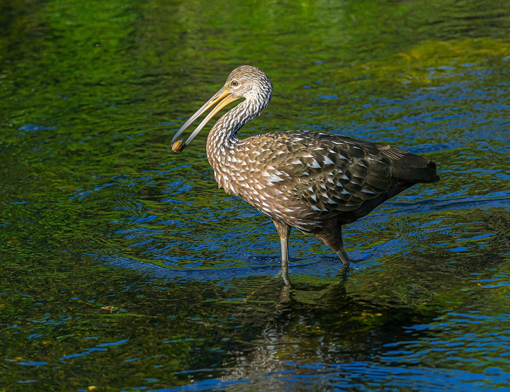 Limpkin