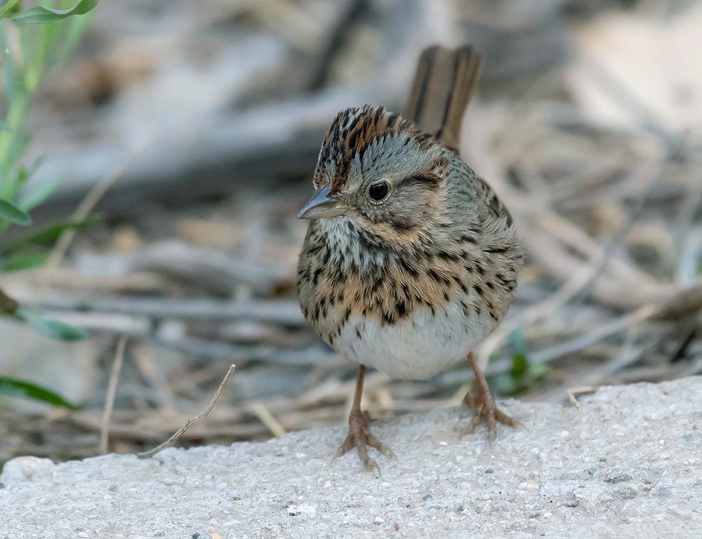 Lincoln’s Sparrow