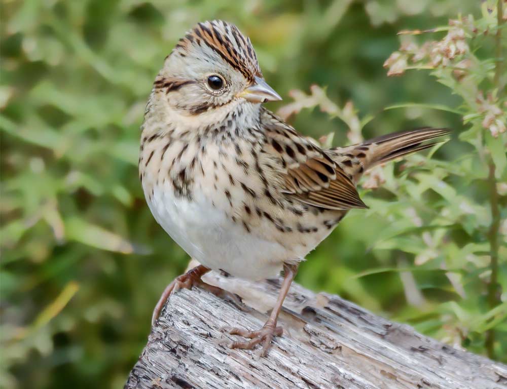 Lincoln’s Sparrow