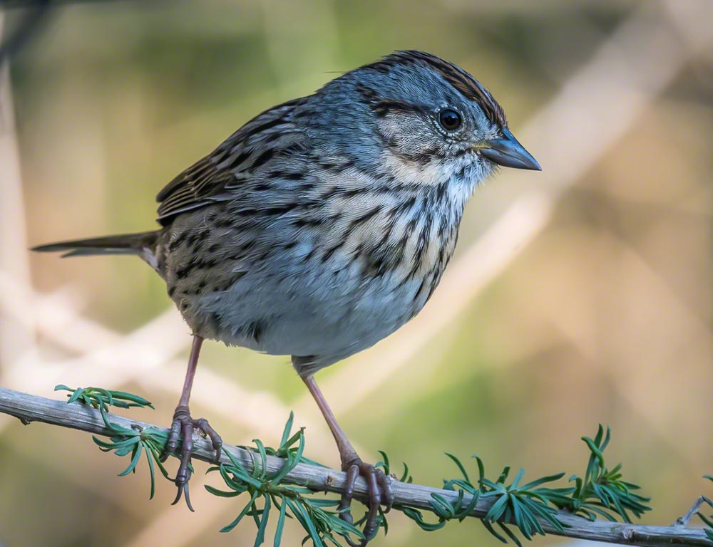 Lincoln's Sparrow