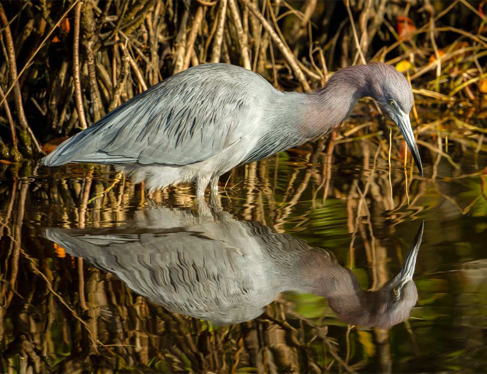 Little Blue Heron