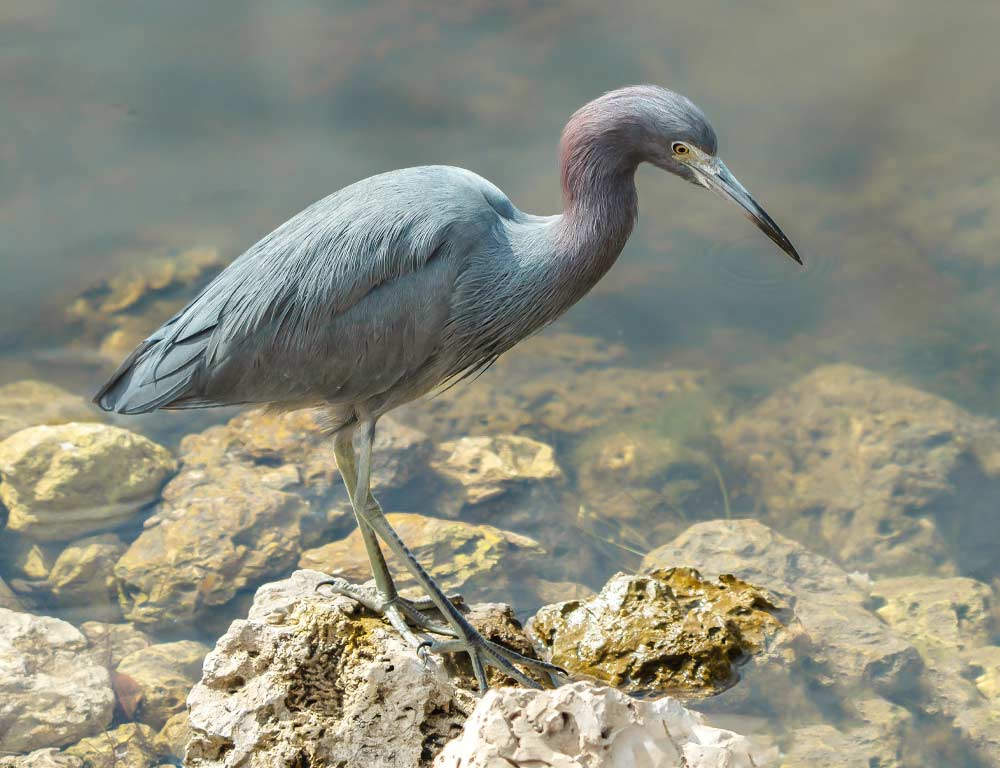 Little Blue Heron