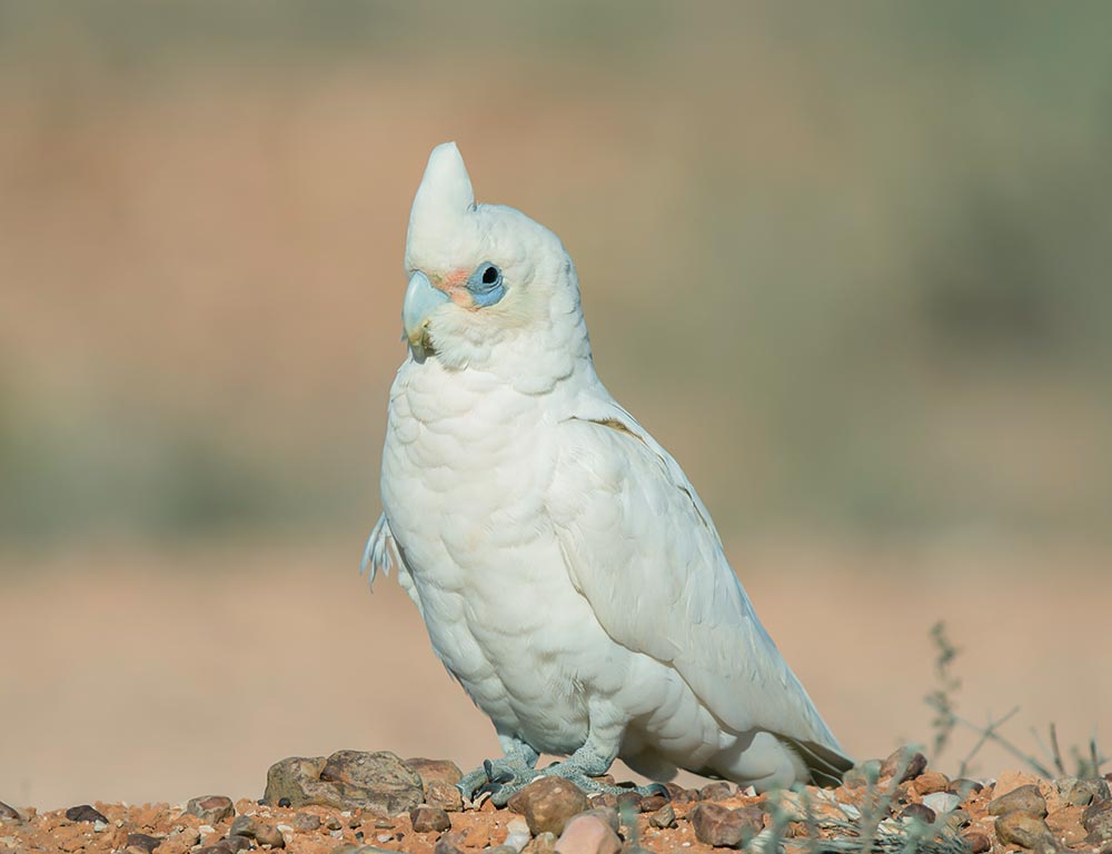 Little Corella