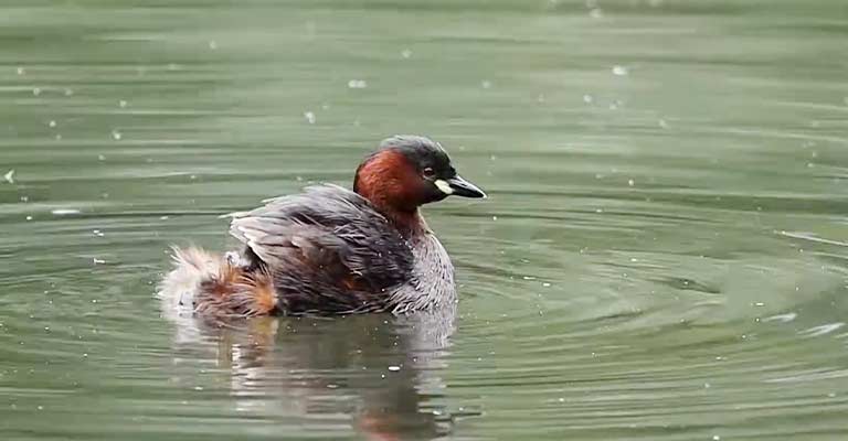 Little Grebe Life History