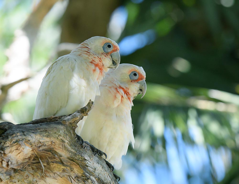 Long-billed Corella