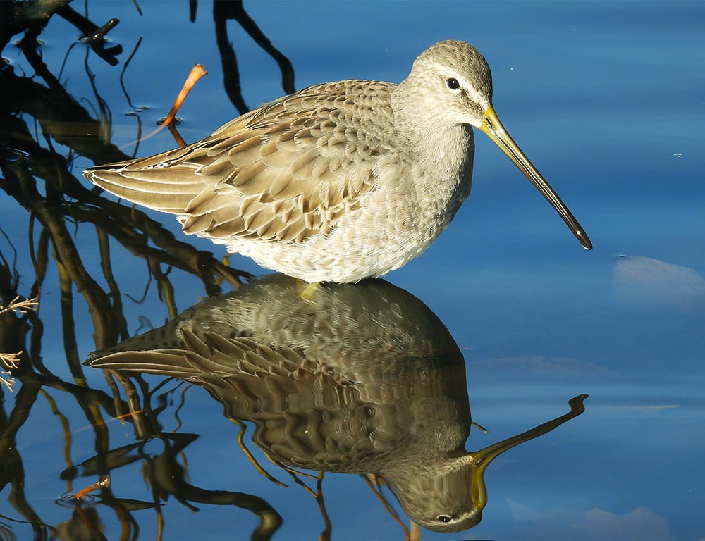 Long-billed Dowitcher