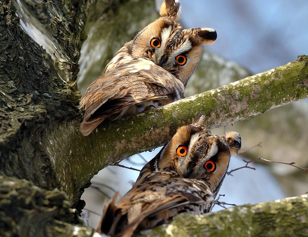 Long-eared Owl