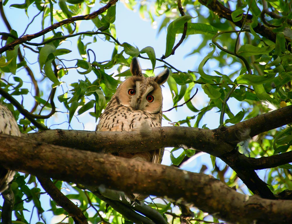 Long-eared Owl