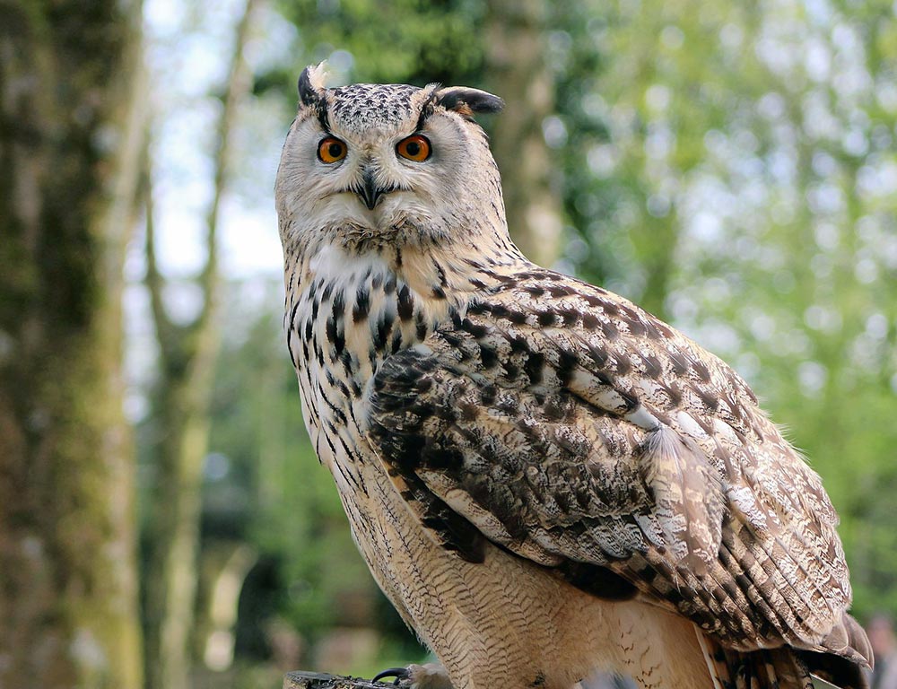 Long-eared Owl