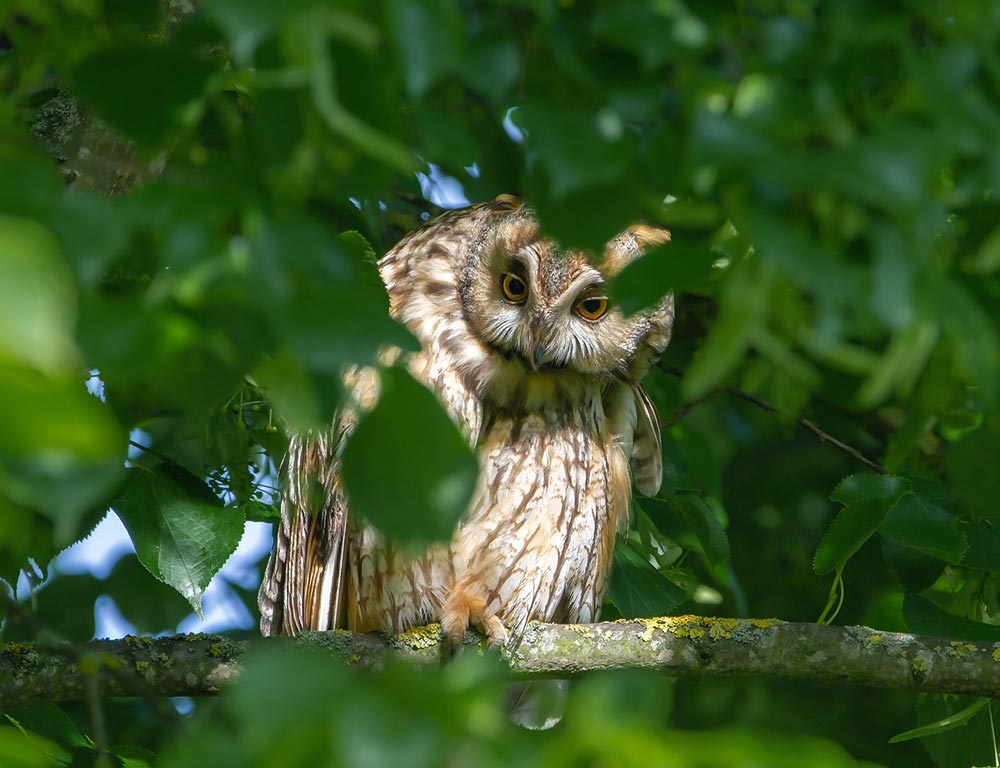 Long-eared Owl