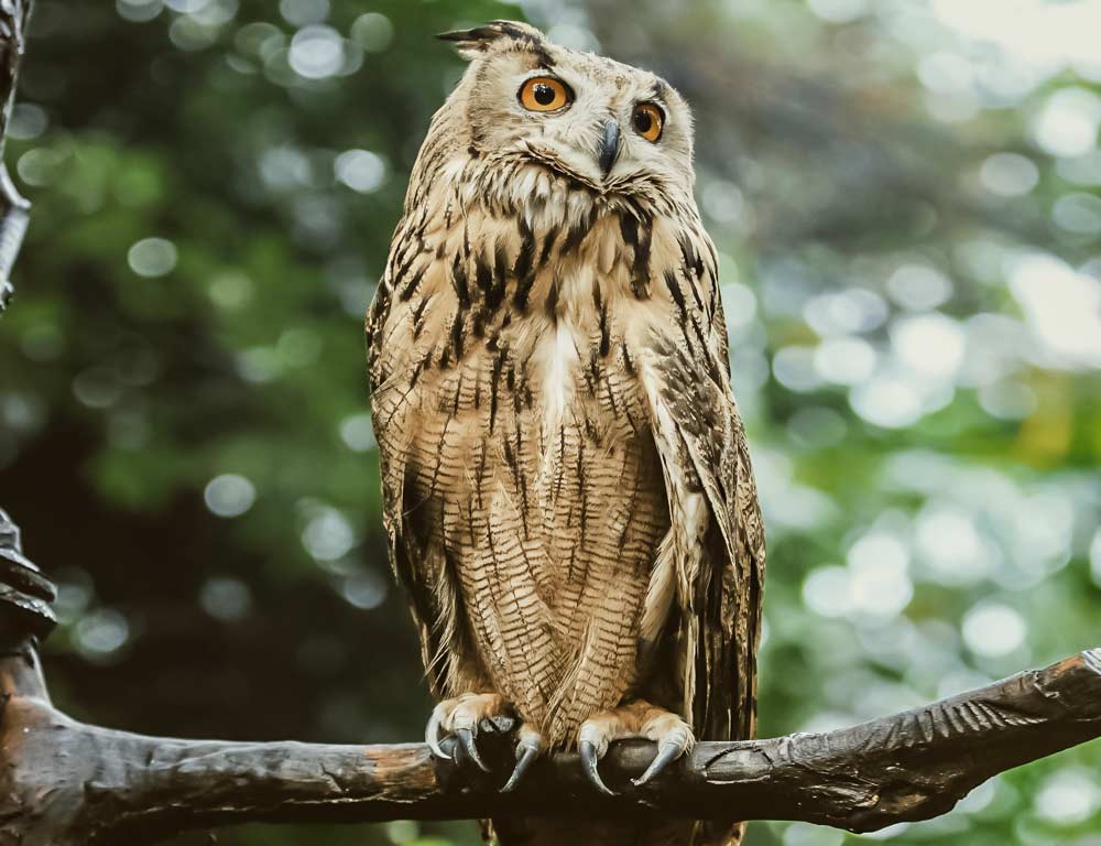 Long-eared Owl